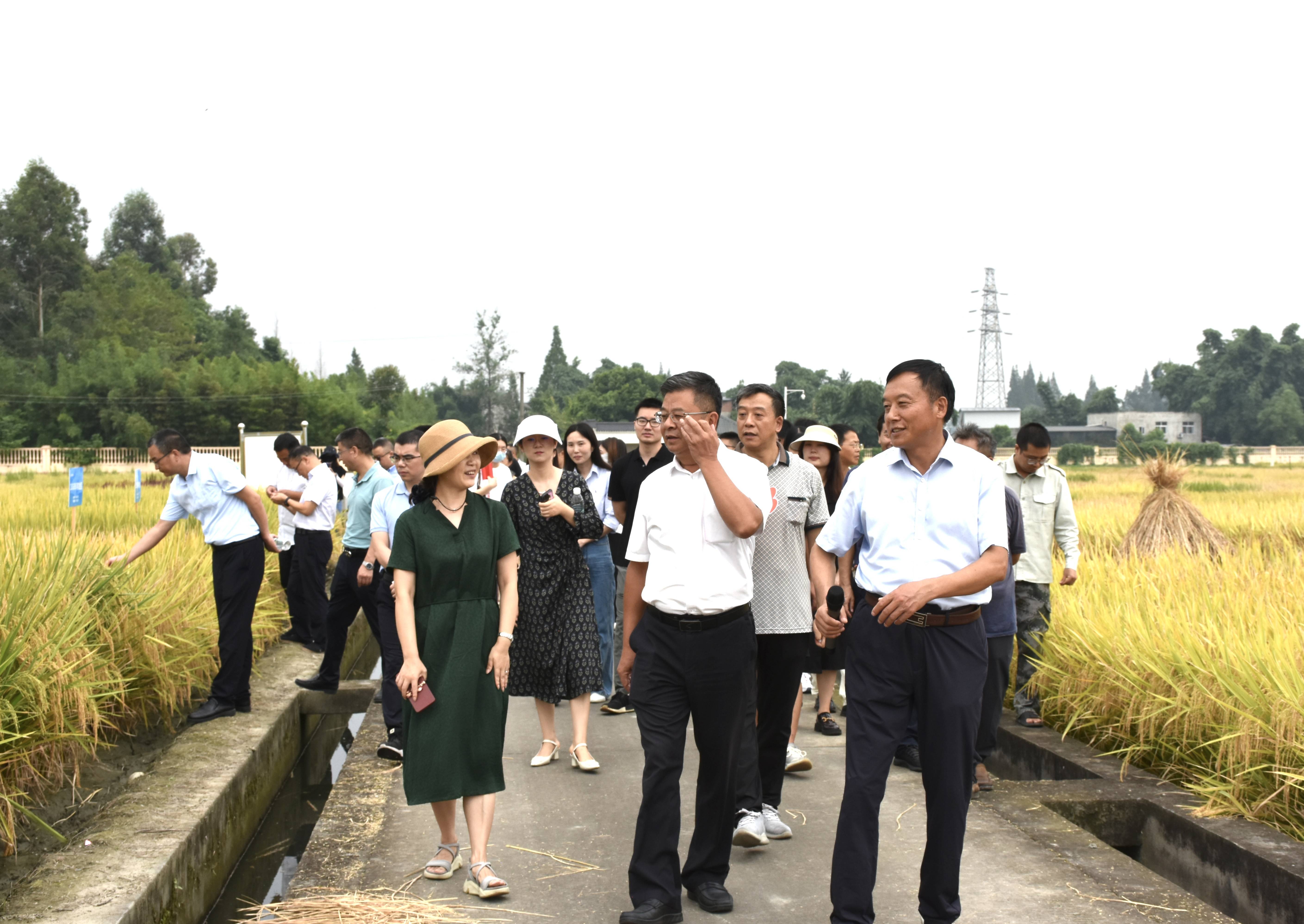 2023年9月6日365上市公司 省农科院作物研究所联合开展水稻种业“科创+”党建活动1（邓皓然拍摄）(1).jpg
