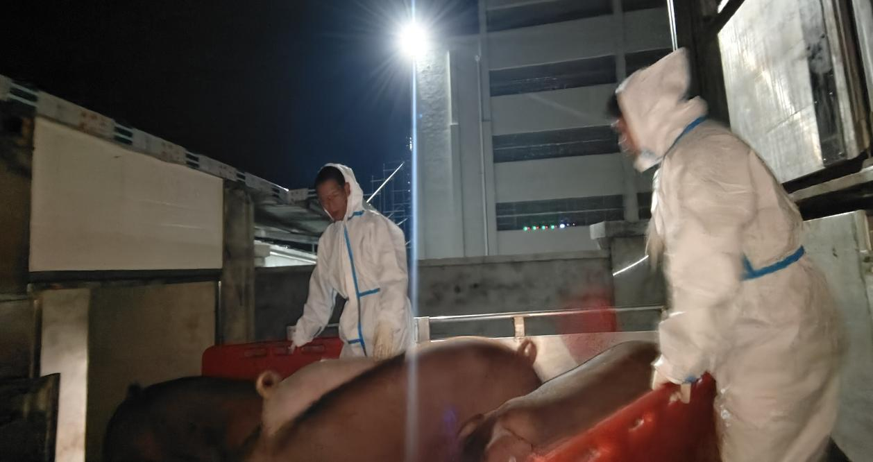 川繁猪公猪站顺遂完成第二批引种