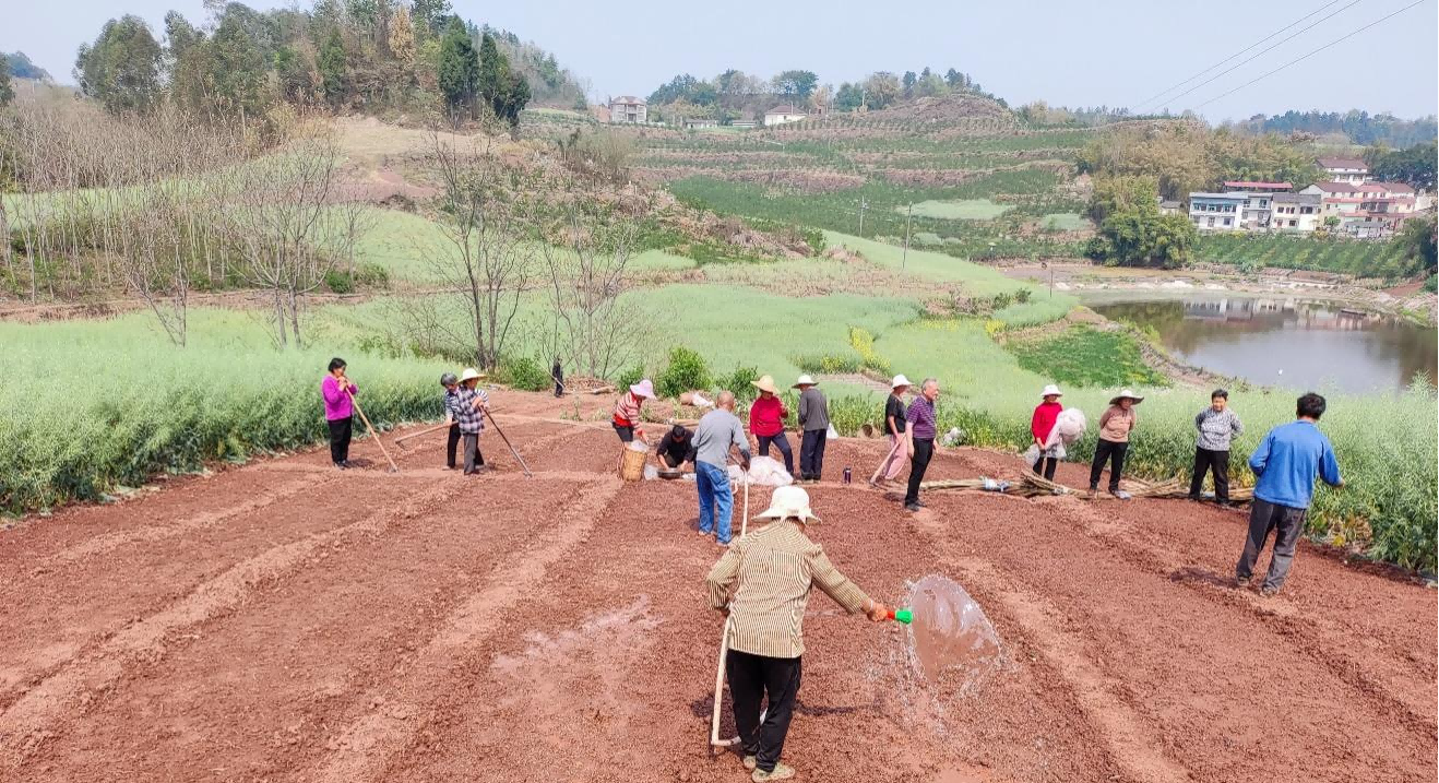 种芯农业顺遂完成杂交水稻试验树模基地旱育秧