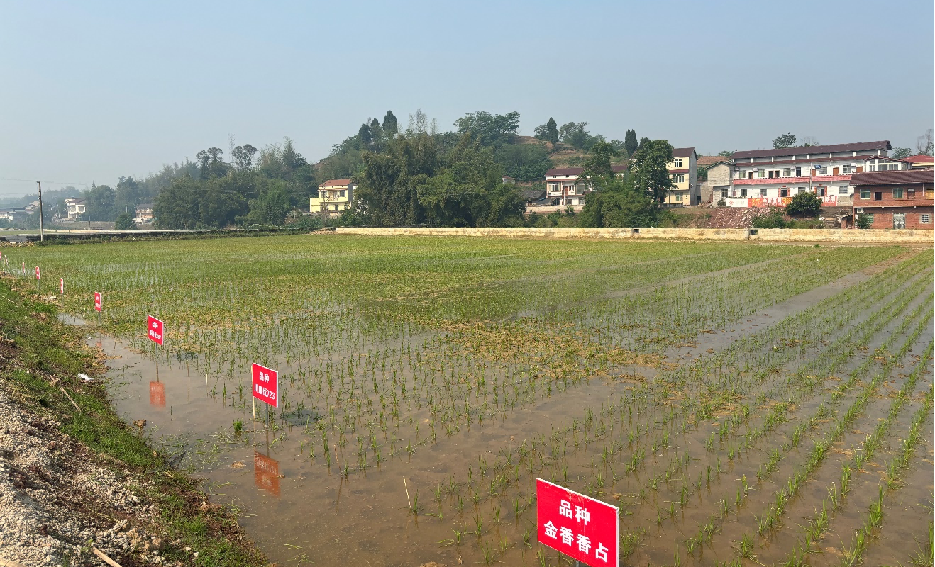 种芯农业完成2024年水稻新品种试验树模移栽事情1(1).png