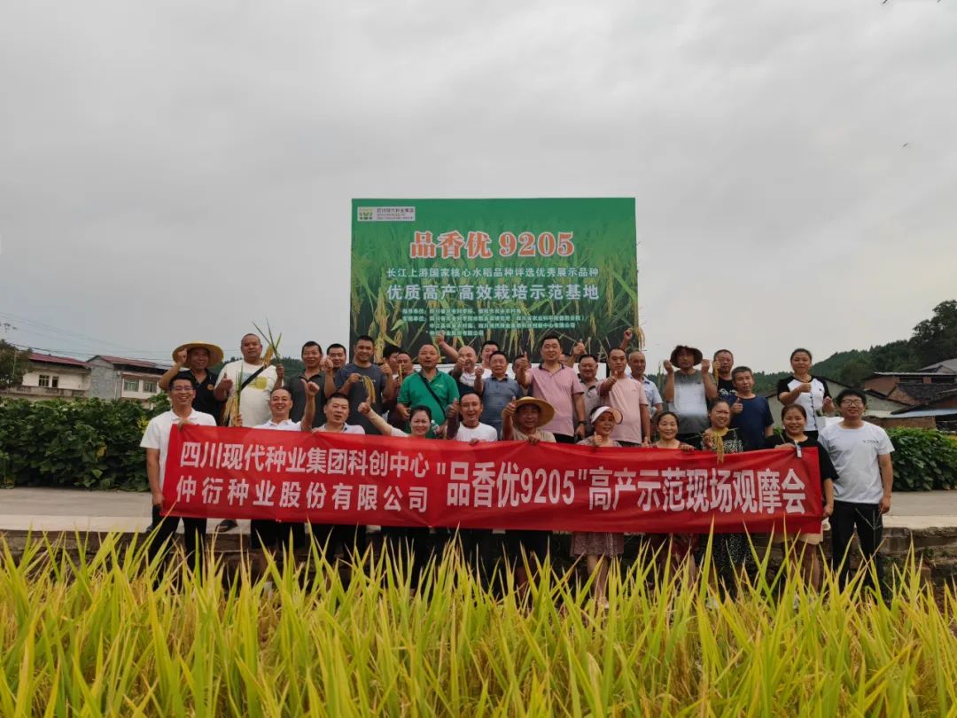 平均亩产797.7公斤！！集团水稻品种“品香优9205”高产树模方实收测产1.jpg