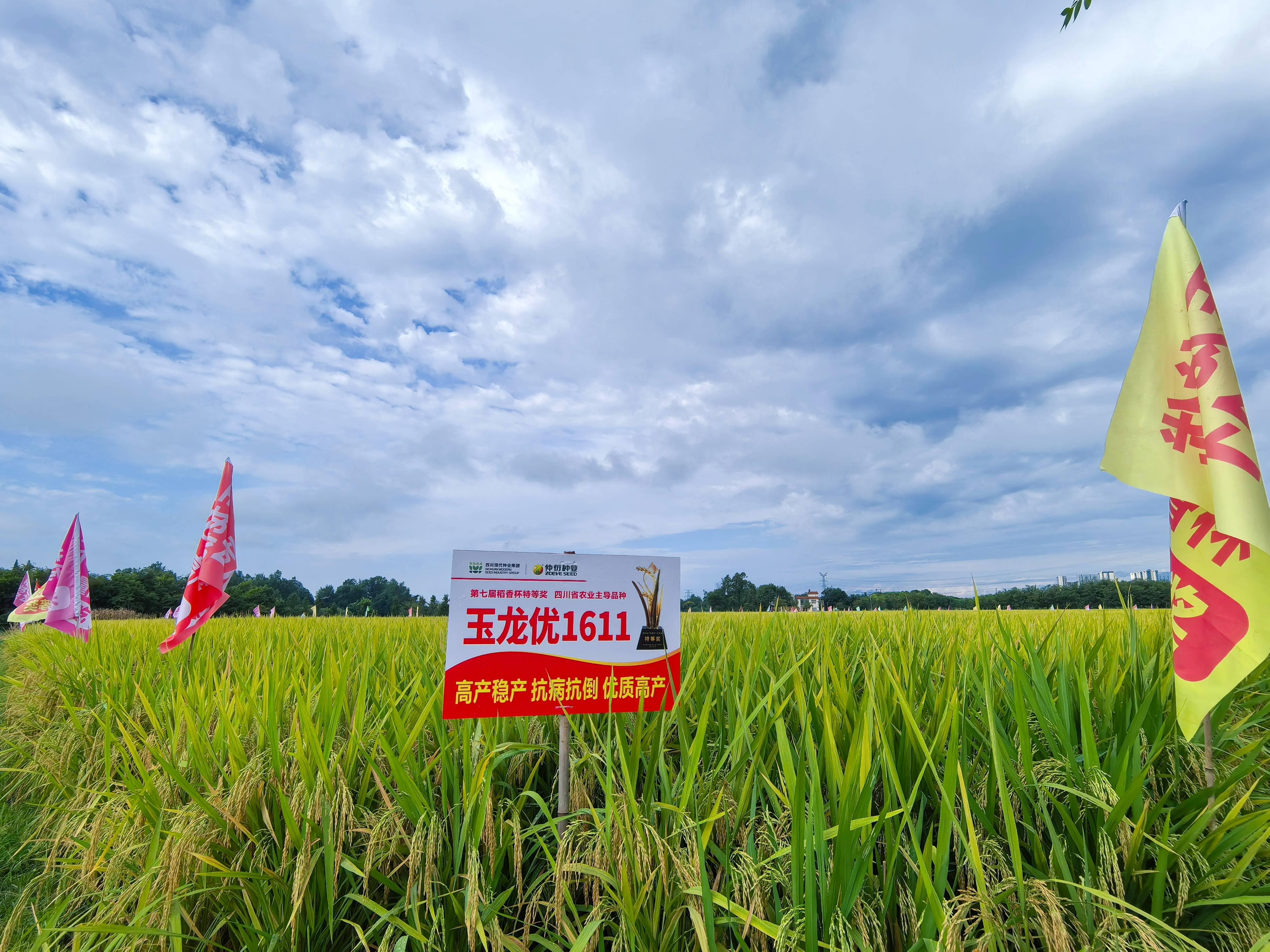 2025年度超等稻确认品种名单宣布 集团品种“玉龙优1611”入选