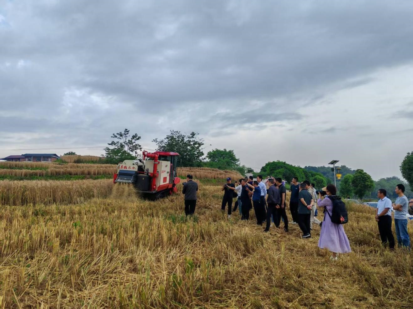 自贡市2025年小麦收获现场交流会在种芯农业公司树模莳植基地召开