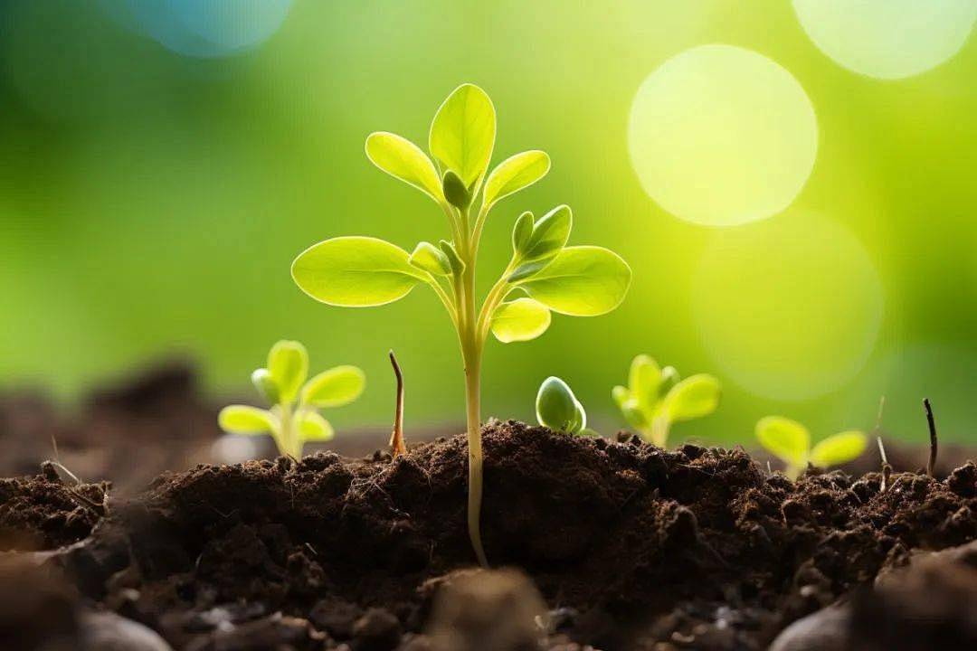 用中国种子包管中国粮食清静