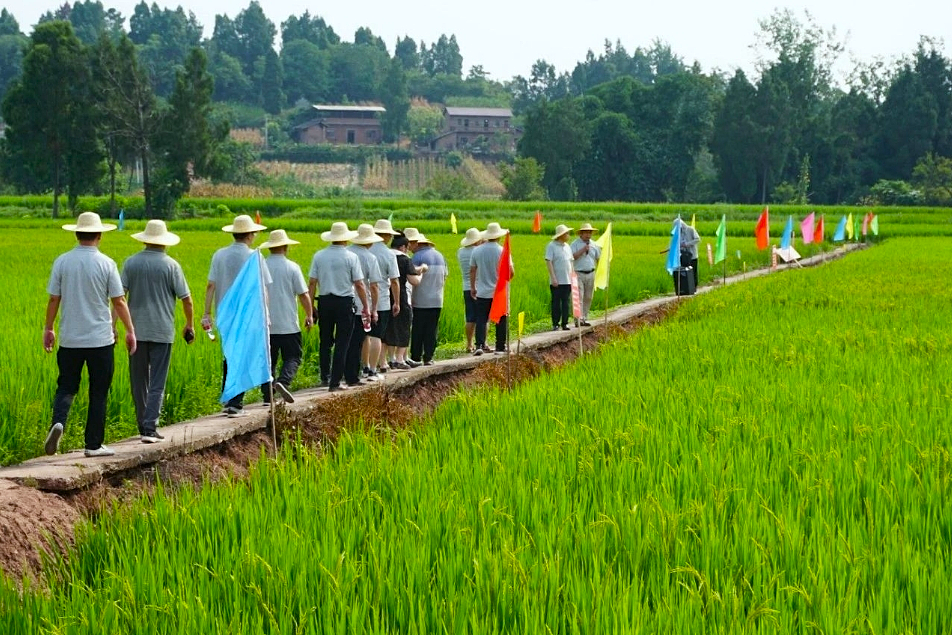 看禾选种 | 田间优选“金种子”“天府粮仓”添新粮
