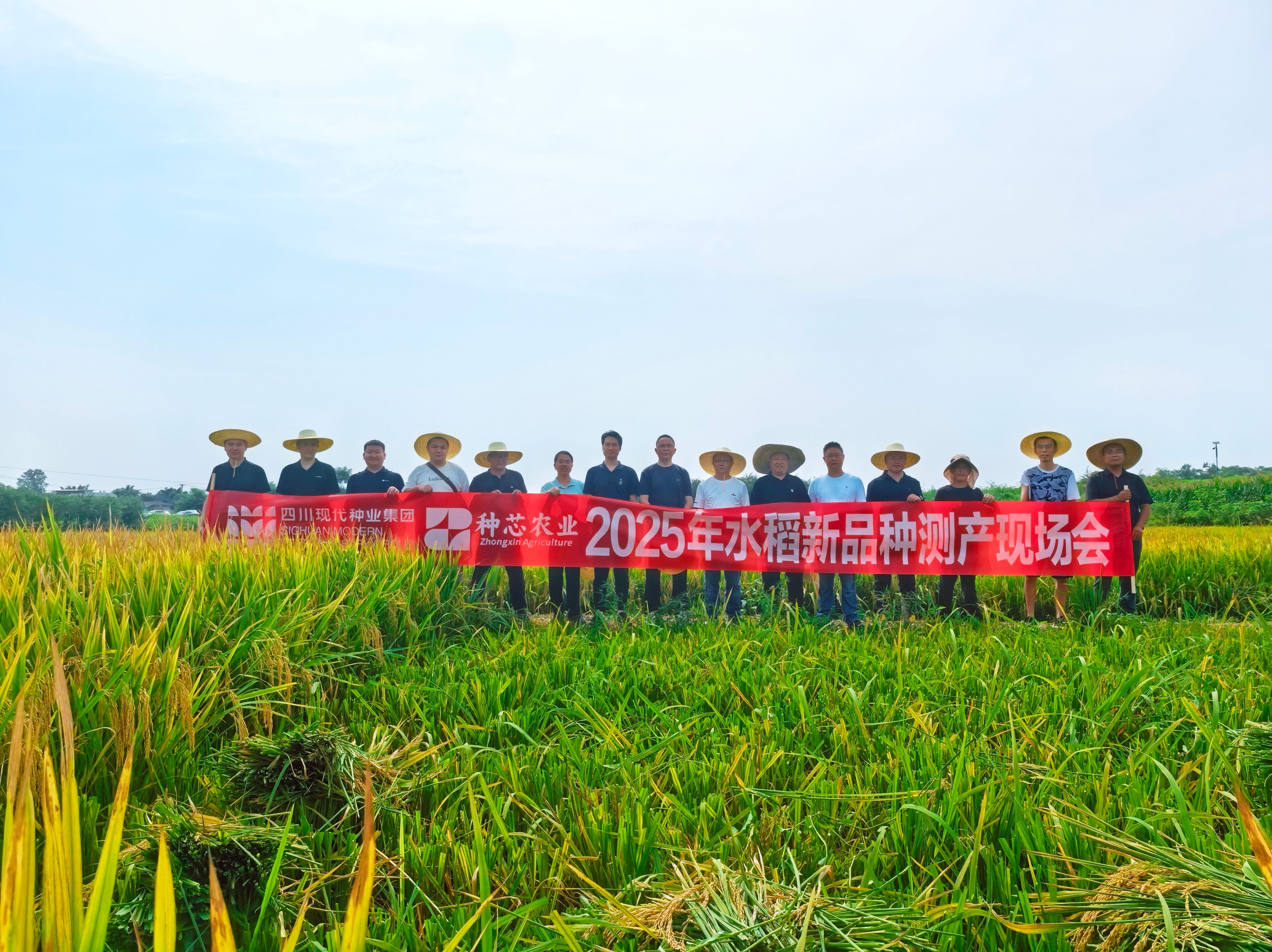种芯农业公司开展2025年水稻新品种测产事情