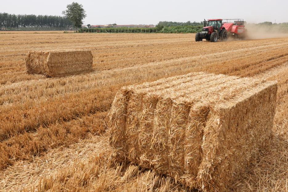 今年天下“三夏”小麦大规模；栈究⑹
