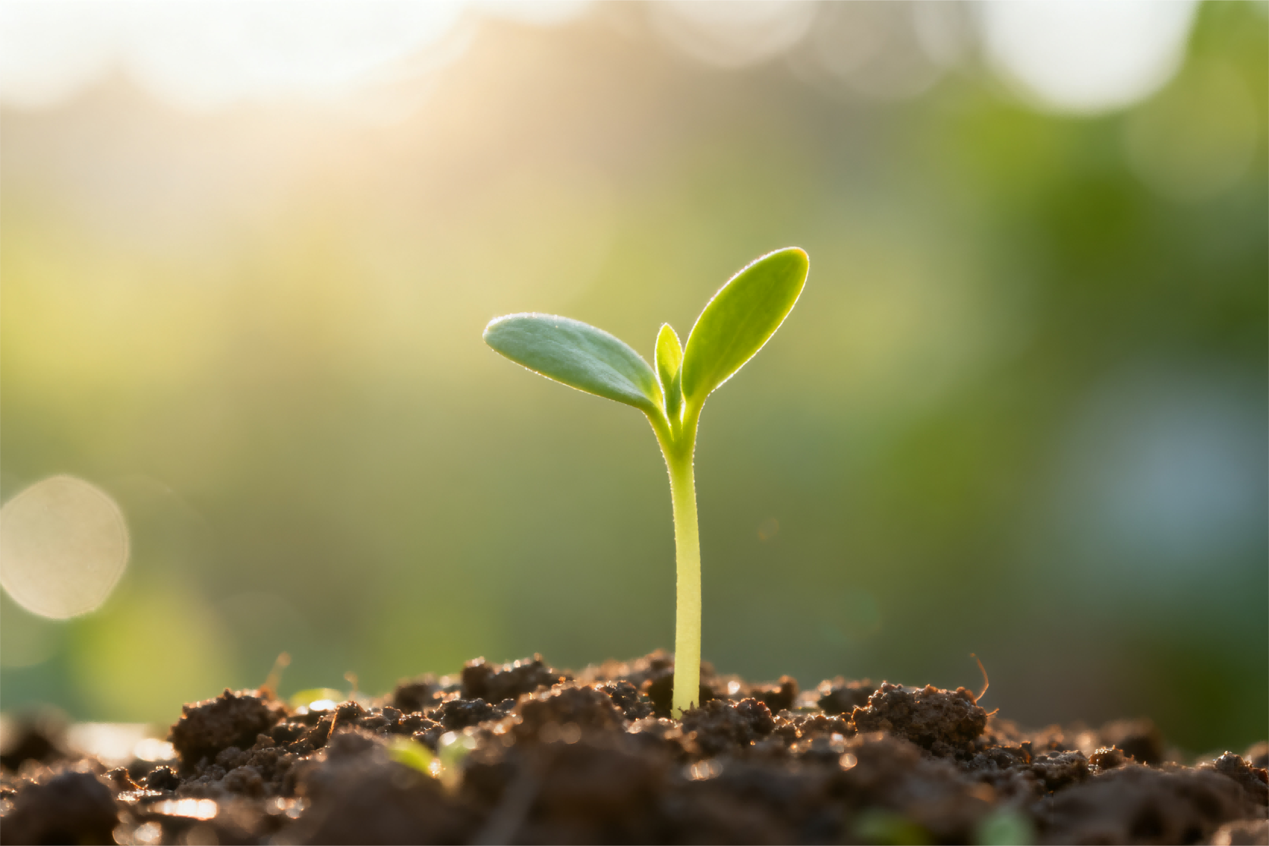 农业农村部召开天下现场会 安排深入实验种业振兴行动重点事情